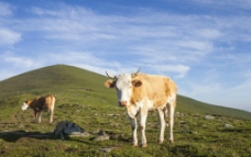 草原牛羊图片