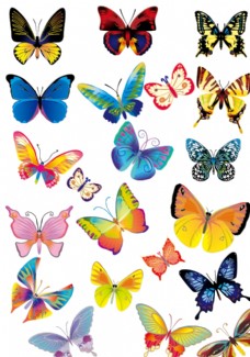 彩色蝴蝶品种图片