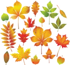 秋天树叶矢量图片