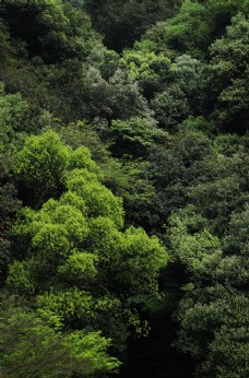 绿树绿色树丛